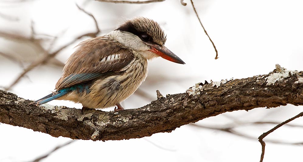 Striped Kingfisher